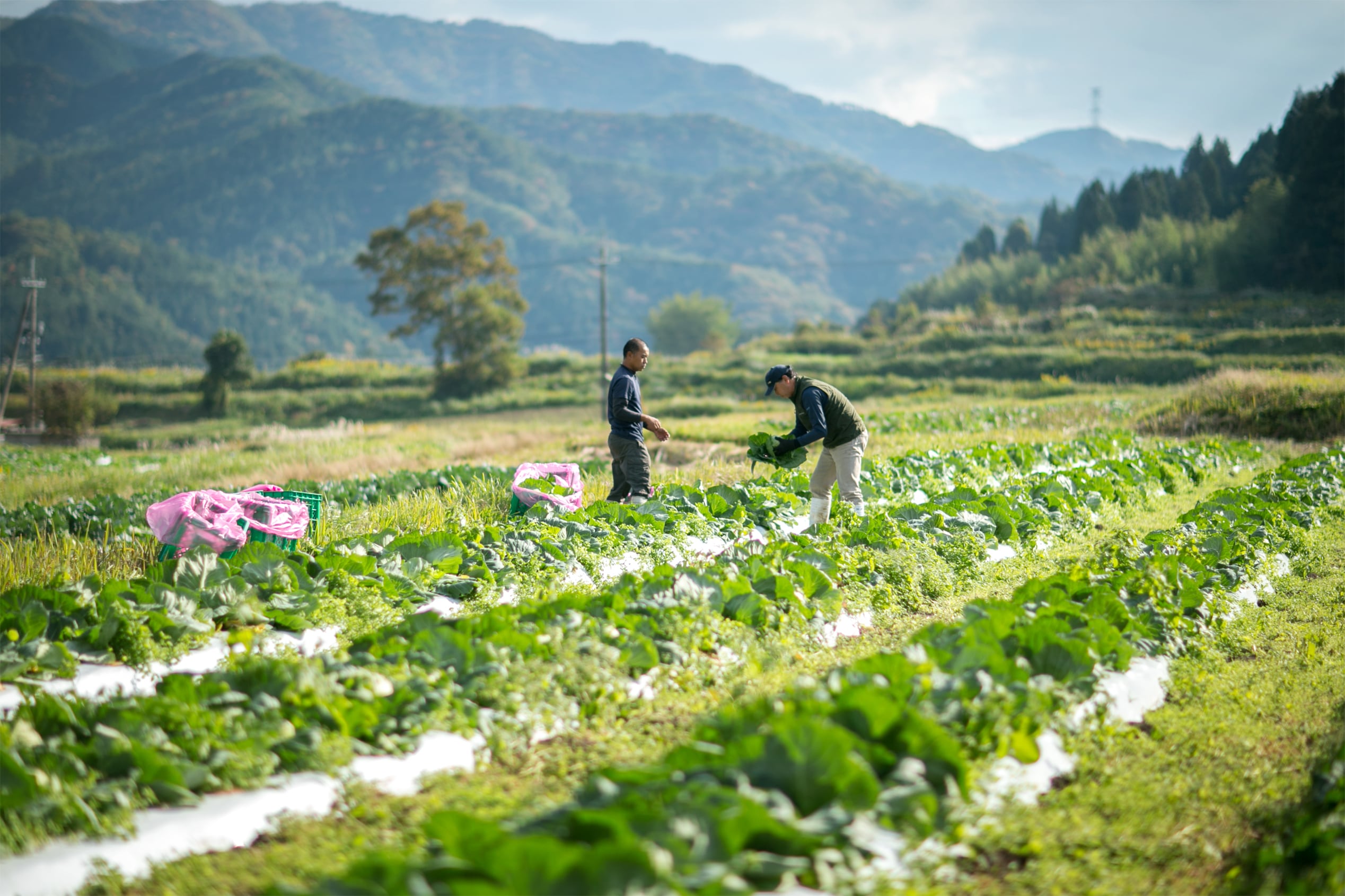 無農薬での野菜づくりへの挑戦 | 秋川牧園