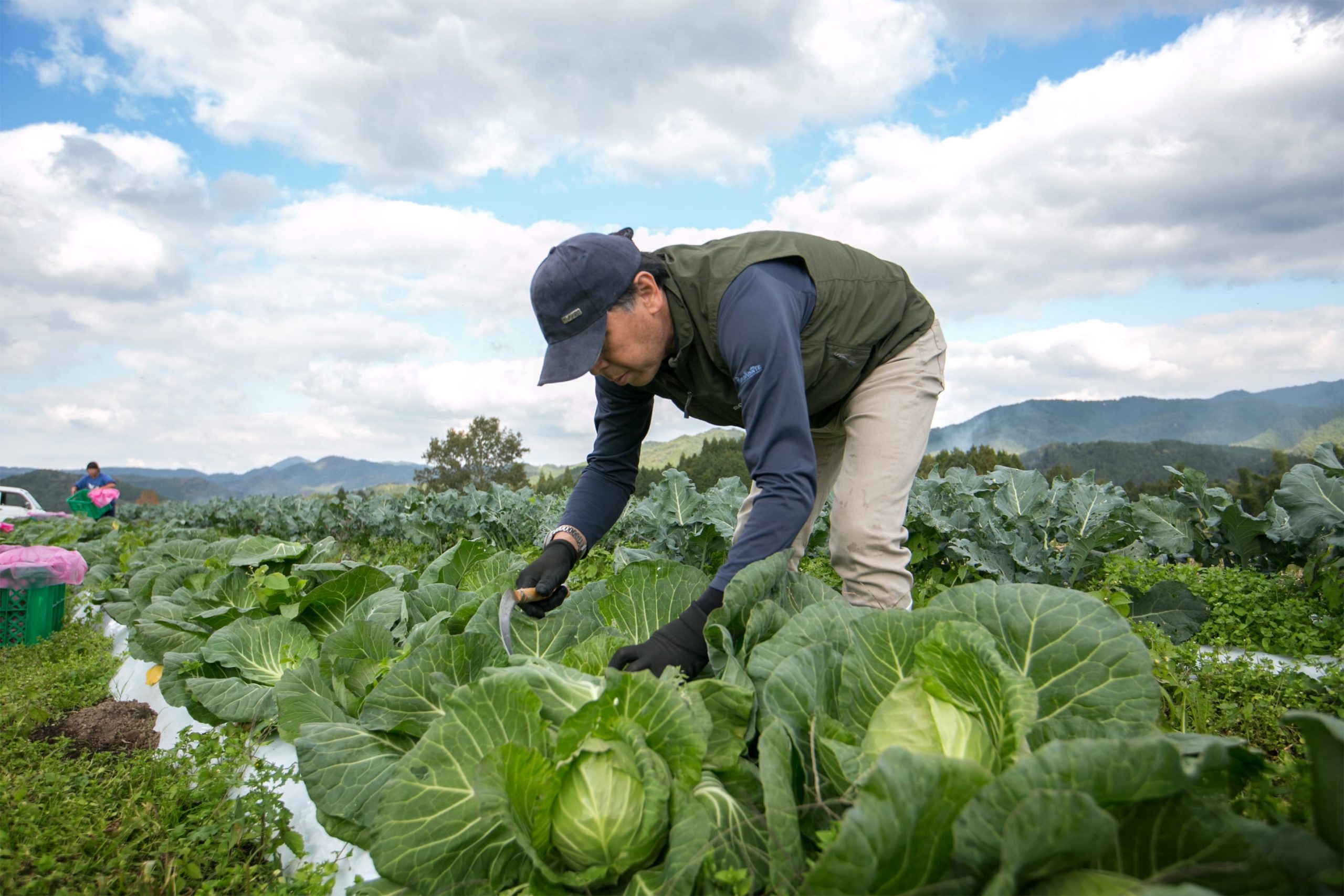 無農薬の有機野菜（有機栽培）を宅配 | 秋川牧園