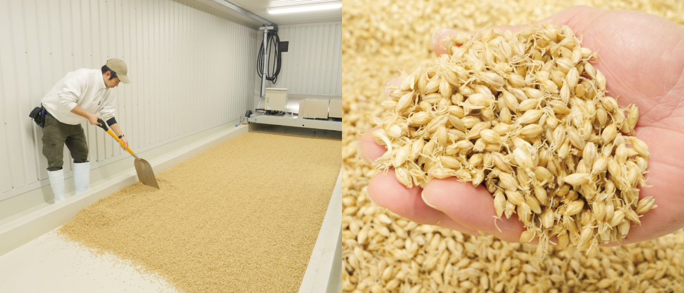 左：常陸野ネストビール（木内酒造株式会社：茨城県那珂市）でのフロアモルティングでの製麦の様子 右：製麦の過程で発芽させた大麦